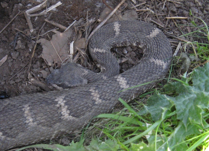 Northern Pacific Rattlesnake